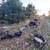 Feeder pigs 3 thumbnail