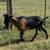 ADGA French Alpine Doe, Buck ADGA Nubian Buck availalbe 2 thumbnail