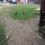 Duck 1 thumbnail