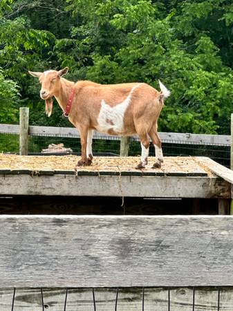 Goat-doe 1