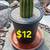 Cactus 1 thumbnail