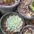 SUCCULENTS: Echeveria and other plants for sale: Large Variety $5 each 16 thumbnail