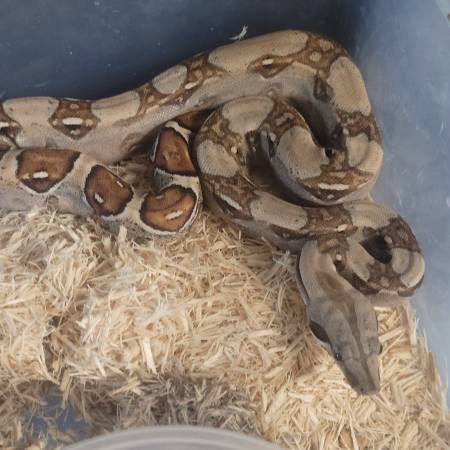 pastel dream male boa (parma/cleveland)63871910978307121