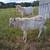 Goat - Saanen buck 2 thumbnail