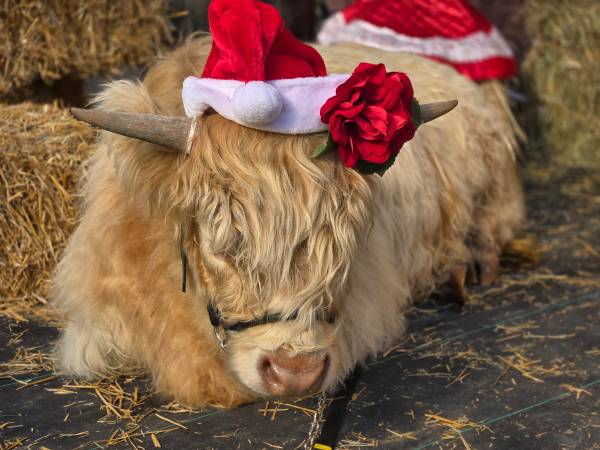 MOOTASTIC CHRISTMAS PHOTOS 1