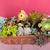 Potted succulents 7 thumbnail