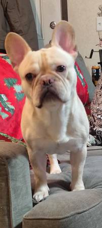 1 year old male Frenchie 1