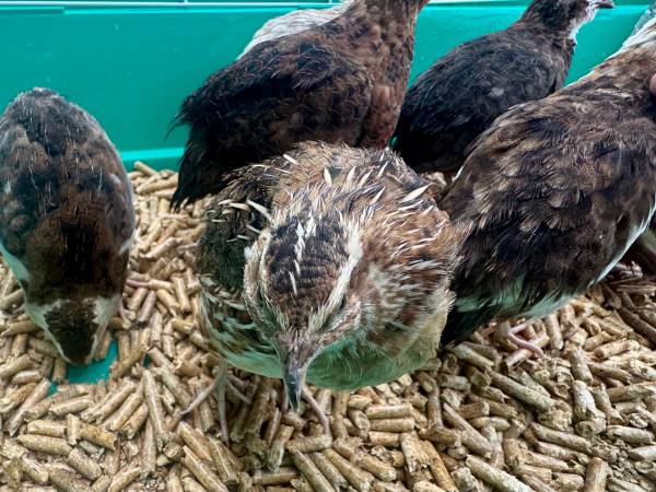 Celadon Coturnix Quail Breeding Group – 2 Months Old – Proven Layers (Port St Lucie)63667812924289123