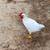 Roosters gallitos 4 thumbnail