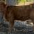 Mini Cattle /// Mini Donkeys /// Mini Horses 5 thumbnail