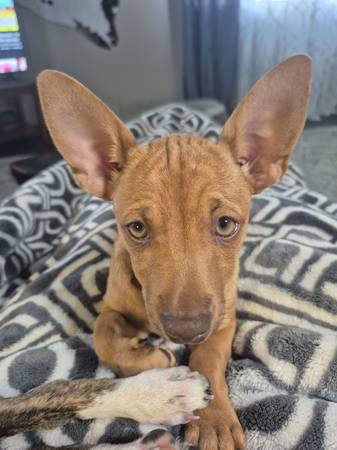 Chi Puppies (Umatilla)63922852614659121