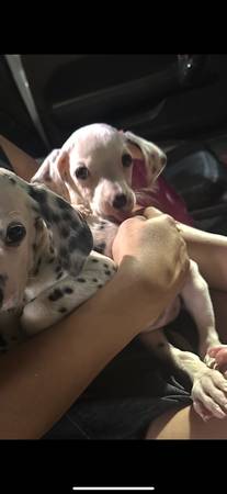 Dalmatian puppies (San Antonio)63373486396035121