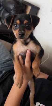 Miniature pinscher puppy 1