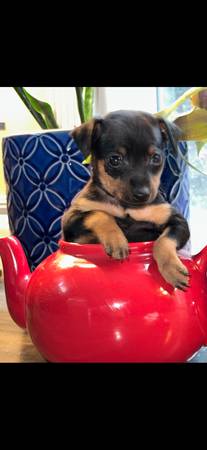 Miniature pinchers puppies ?63920016353538121