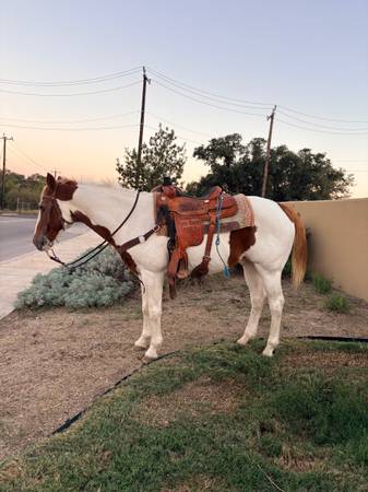 Horse 1