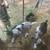 2 5 month old Nigerian dwarf male goats 2 thumbnail