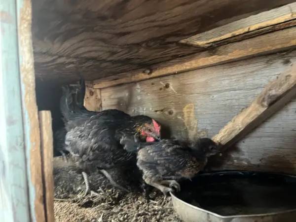 Hen & Chicks 1