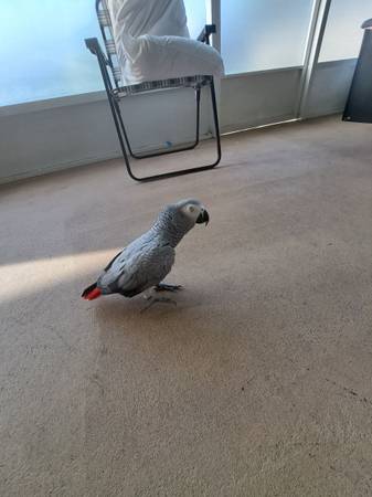 African grey (Port Saint Lucie)63667828988673122