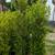 Ficus 14 thumbnail