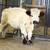 Mini Highland Bull 2 thumbnail