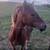 Welsh Pony - 9 month old Gelding 2 thumbnail