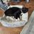 Special Active 6 month old Tuxedo Kitten - Charley (male) 5 thumbnail