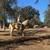 Haflinger gelding 3 thumbnail