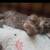 Beautiful mixed kittens MaineCoon/Norweigian/Dom. Long Fur Mxd 3 thumbnail