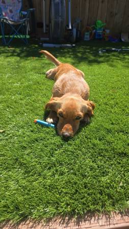 Lost dog please help (Spreckels)64009563723778123