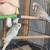 English budgie parakeets 2 thumbnail