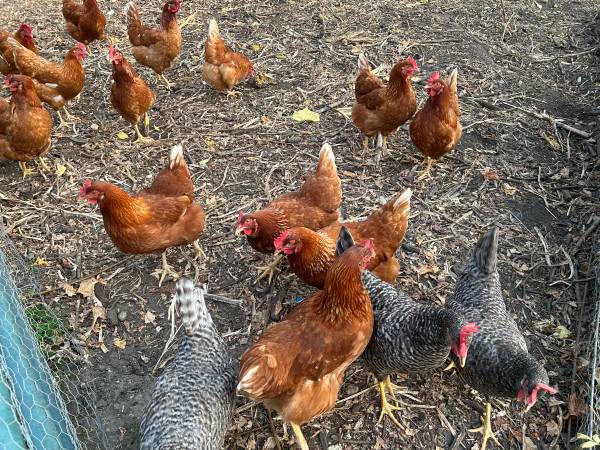 Chickens Egg Layers 1
