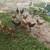 Laying Hens 4 thumbnail