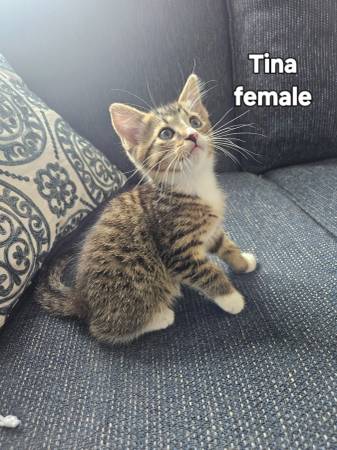 Bottle fed kittens (East Brighton)63963640365698121