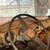 1954 Chevy 5-window, 3 On The Tree, 3100 1/2 Ton, Pick Up Truck 5 thumbnail