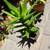 Succulents 2 thumbnail