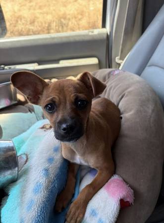 Rehoming Sweet Pixie Chi Mix 1