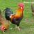 Chickens Happy Heart Farms 7 thumbnail