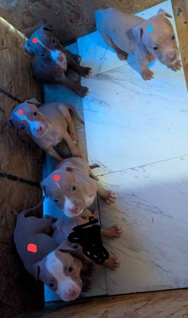 American Pitbull Terrier Puppies