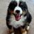 For ADOPTION. MINI AUSSIE PUPPIES 3 thumbnail