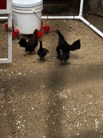 Rehoming Serama bantam roosters (santa clara)63696471140867120