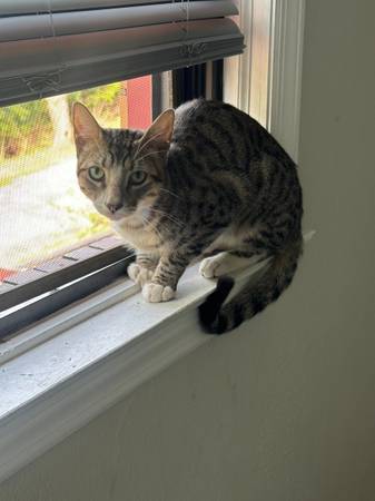 LOST PET - BLACK/GREY/WHITE / WHITE PAWS / TABBY / MALE - $$ Reward $$63624433252995121