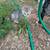 Free kittens 11 thumbnail