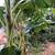 Banana plants 10 25 35 dollars 2 thumbnail