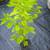 BLACK  DWARF Mulberry trees in pots . 3 thumbnail