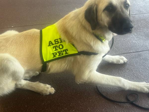 Anatolian Shepherd Puppy (Gay)63881506929539120