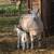 Cheviot Border Ewes and Rams 3 thumbnail
