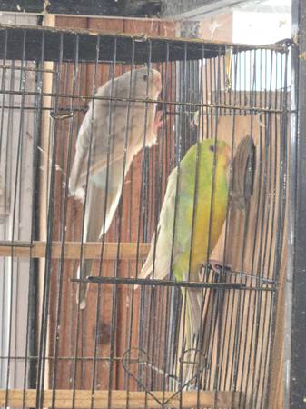 Proven pair of red rump parakeets (Salisbury)63927795163906121