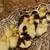 Muscovy Ducklings, Just Hatched (8/20)! 4 thumbnail