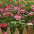 Sweet, Suite Garden Retreat 3 thumbnail