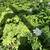 FREE PLANTS, SHRUBS, GROUND COVER   U-Dig on Weekends in Itthaca 7 thumbnail